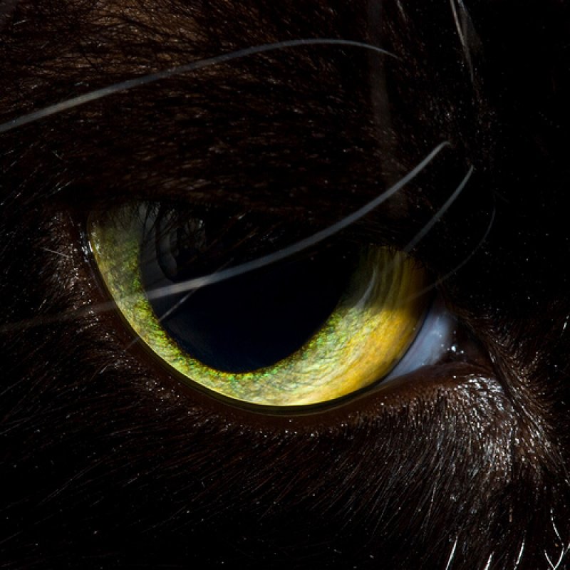 Желтыми как кошачьи глаза какое средство. Кошка с желтыми глазами. Черный кот сос ветящимеся глазами. Cat's Eye.